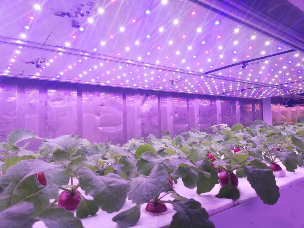 Macchine per mangimi verdi di tipo contenitore Macchine per germogliamento commerciale idroponica