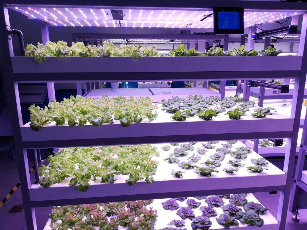 Macchine per mangimi verdi di tipo contenitore Macchine per germogliamento commerciale idroponica